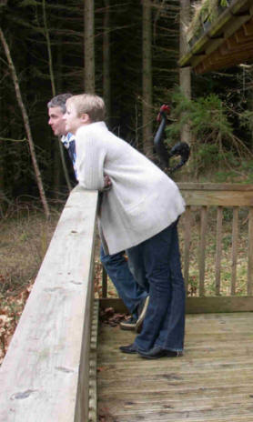 Gazing out at the forest from Hazel Lodge