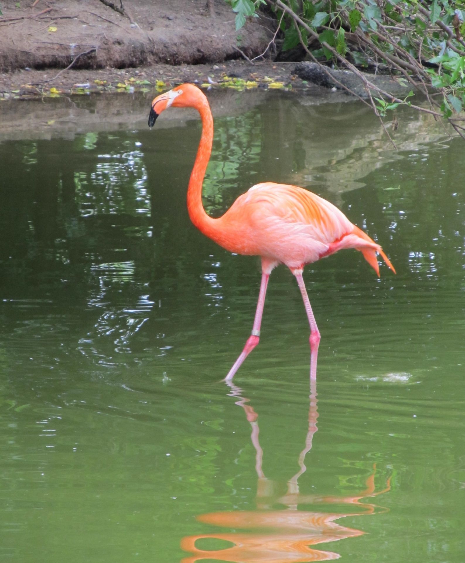Flamingoland Zoo