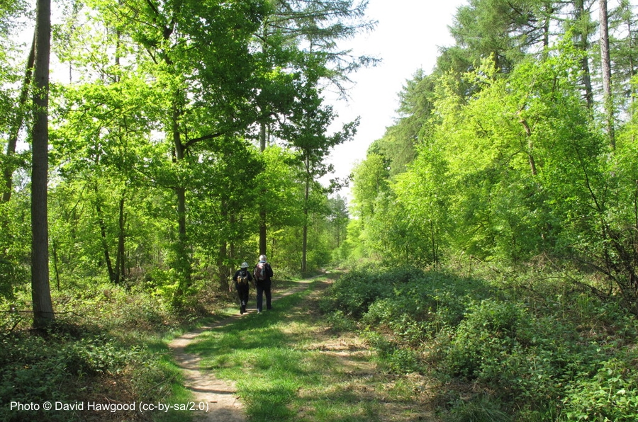 In the Heart of the Forest for Holidays