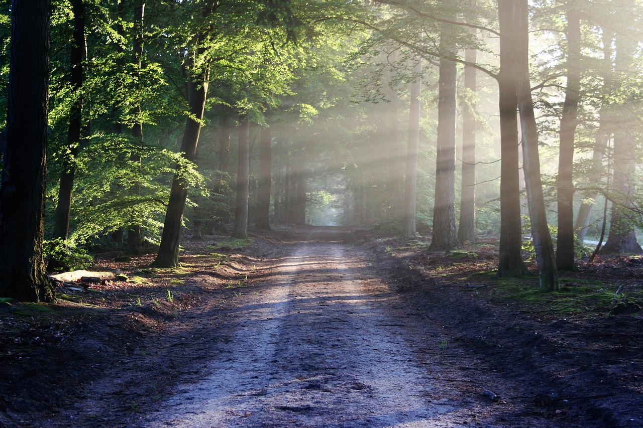 Forest walking trail with sunlight through trees